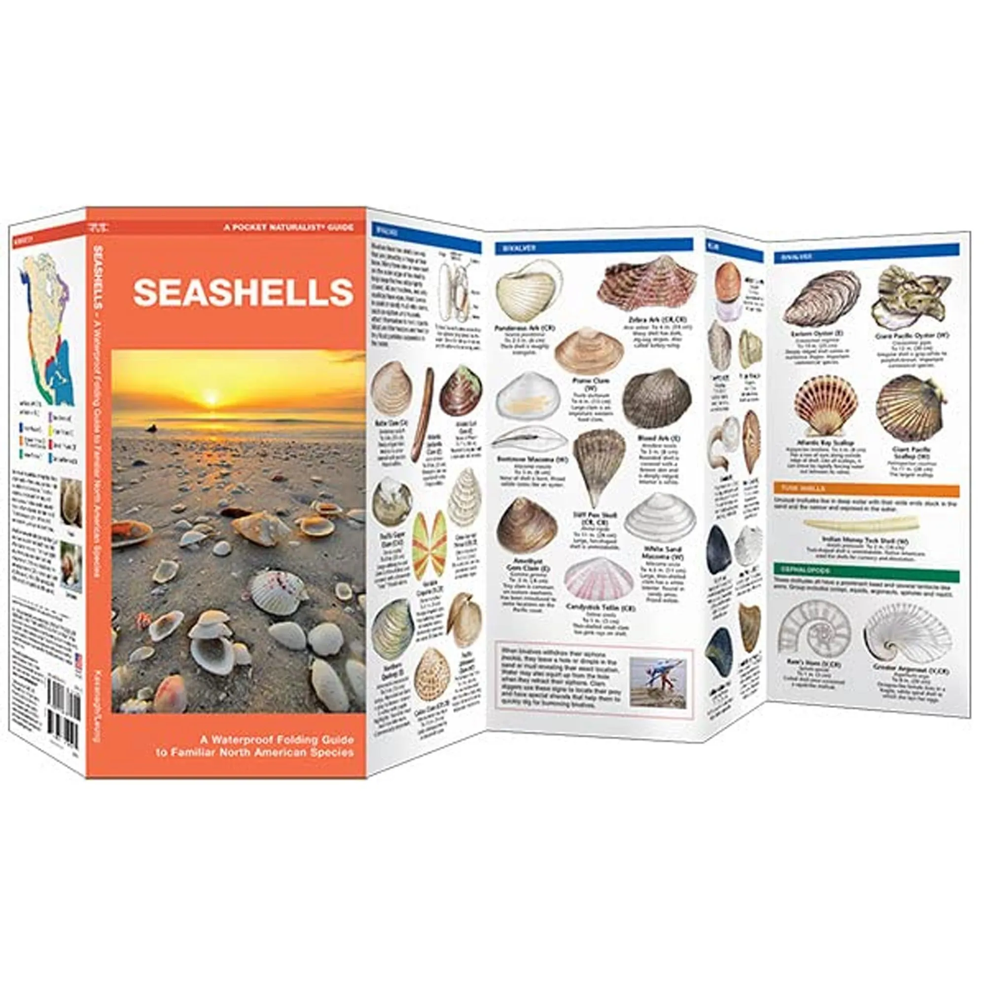 "Seashells" Folding Pocket Guide to Familiar Seashells