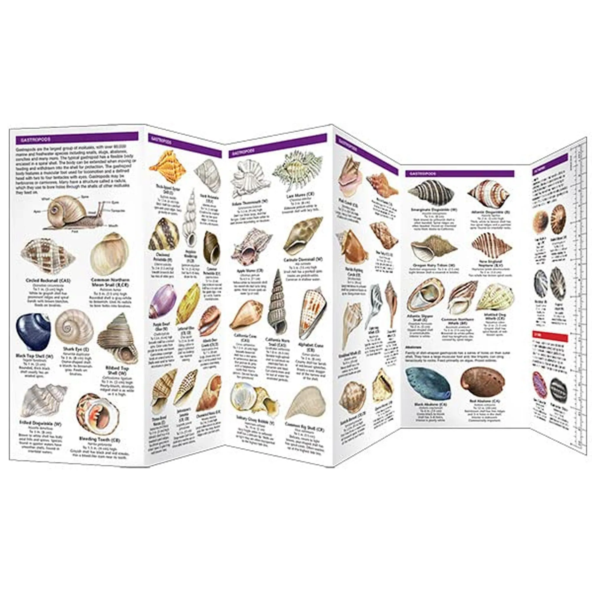"Seashells" Folding Pocket Guide to Familiar Seashells